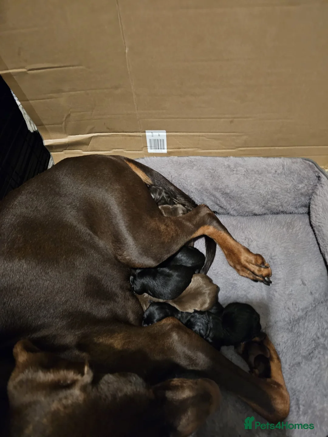 Mixed Breed dogs for sale: Black Doberman x Collie puppy under 4months old - Advert 11