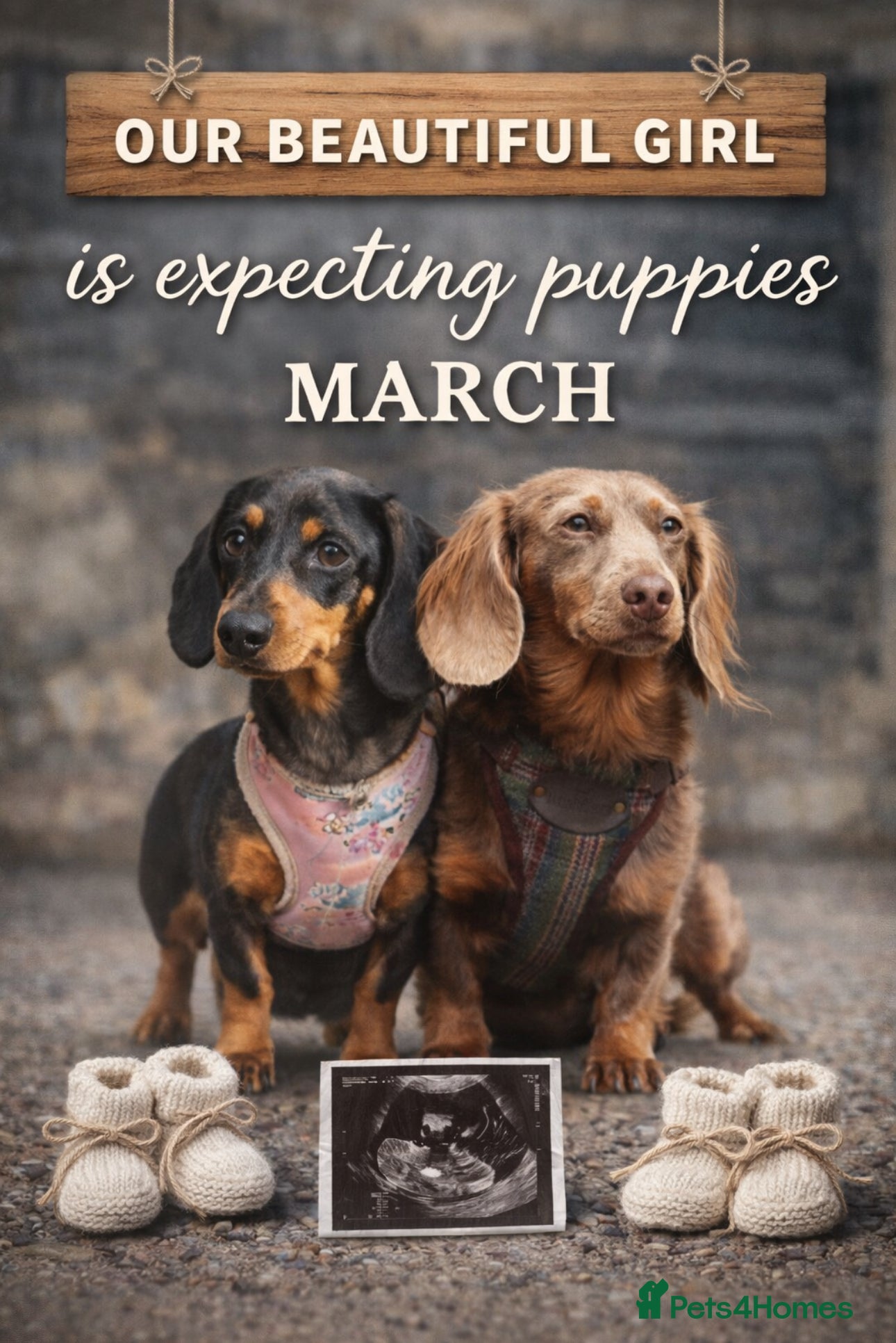 Miniature Dachshund dogs Miniature dachshund puppies - Advert 2