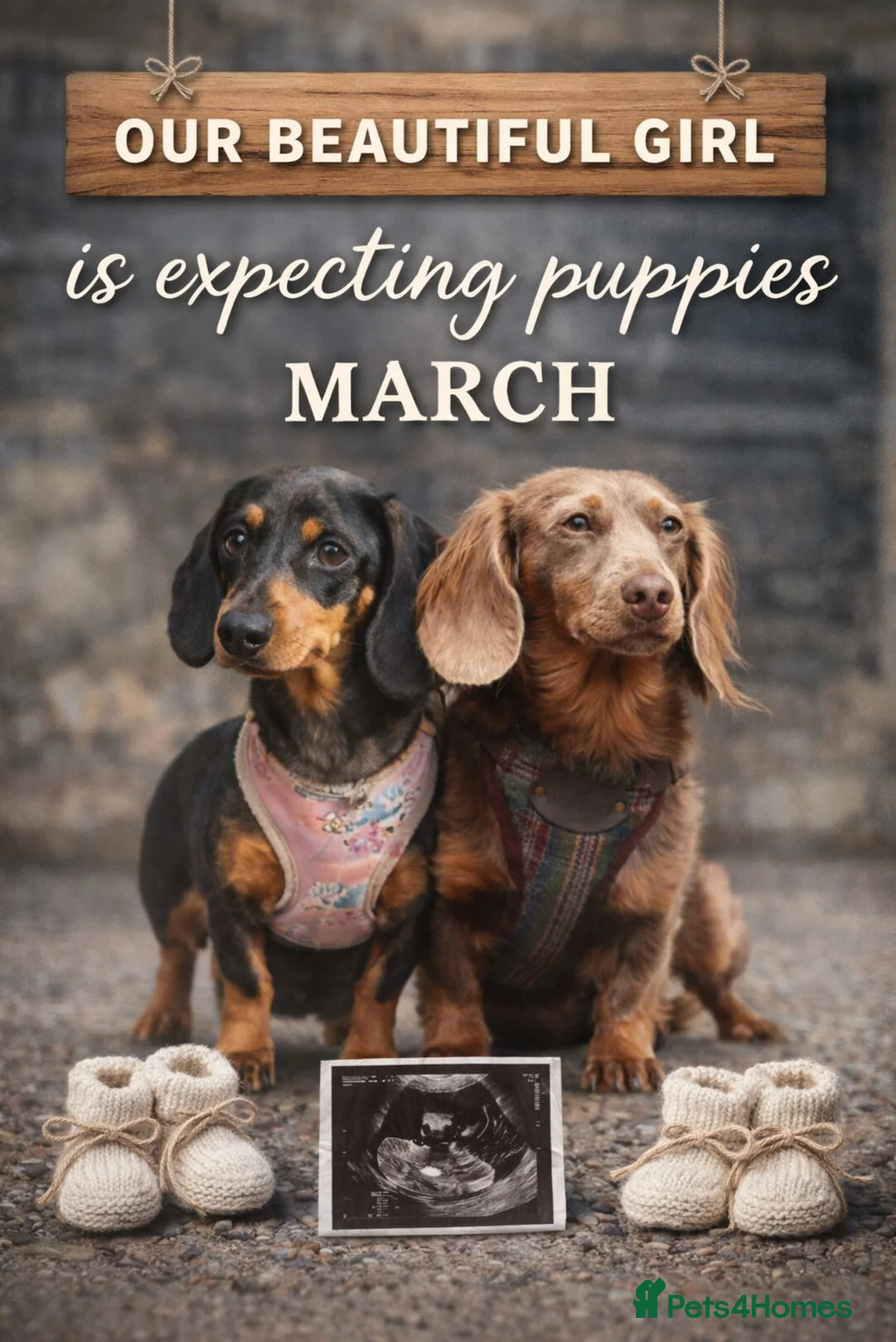 Miniature Dachshund dogs for sale: Miniature dachshund puppies - Advert 1