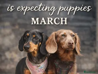 Miniature Dachshund dogs Miniature dachshund puppies - Advert 1