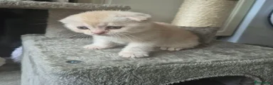 Scottish Fold 5
