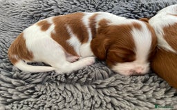 Welsh Springer Spaniel dogs for sale: One little Welsh Springer Spaniel boy!  - Image 15