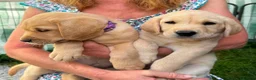 Labrador Retriever dogs for sale: Both parents Fully health checked - KC Registered - Advert 4