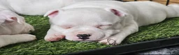 Staffordshire Bull Terrier dogs for sale: KC Registered last white female - Advert 5