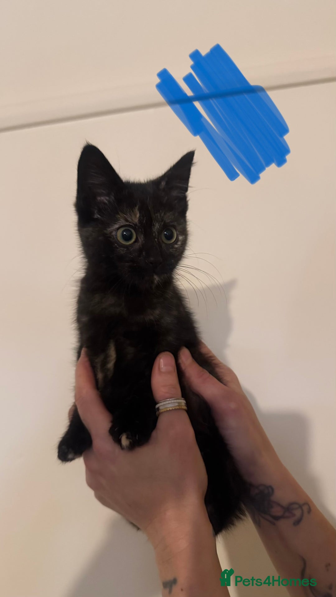 Domestic Shorthair cats for sale: Lovely kitten ready for forever home  - Advert 6