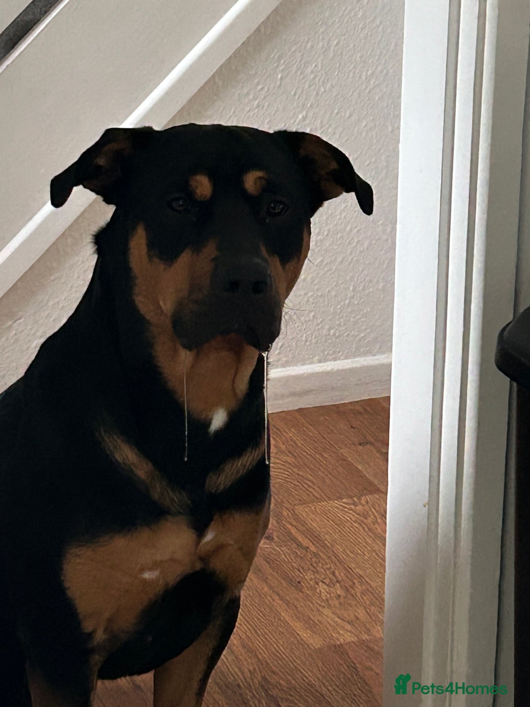 Mixed Breed dogs for sale: Beautiful dog needing forever home - Image 5
