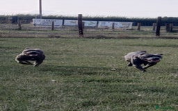 Staffordshire Bull Terrier dogs for sale: Blue/ Fawn Staffordshire Bull Terrier puppies  - Advert 11