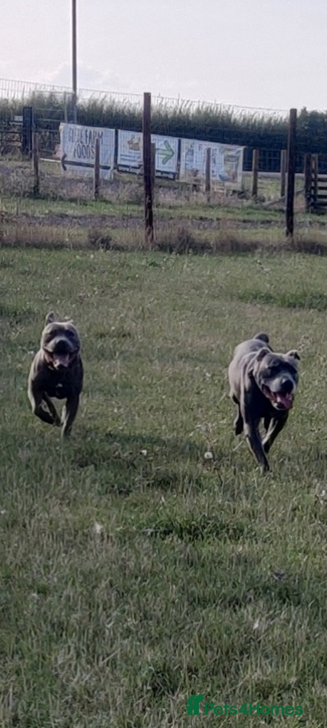 Staffordshire Bull Terrier dogs for sale: Blue/ Fawn Staffordshire Bull Terrier puppies  - Advert 11