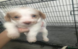 Mixed Breed dogs for sale: Mini poodle mix pups ready for forever homes - Image 11