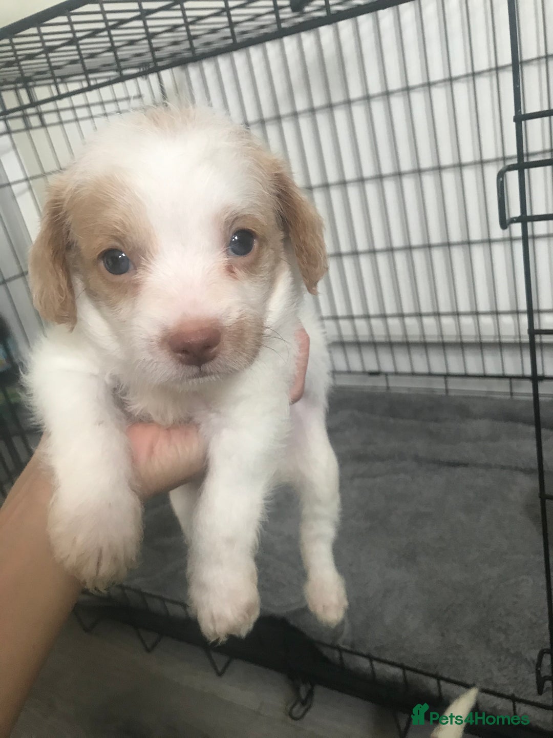 Mixed Breed dogs for sale: Mini poodle mix pups ready for forever homes - Image 11