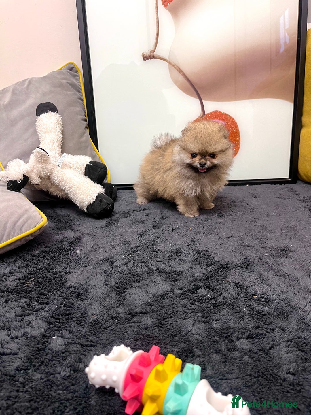 Pomeranian dogs for sale: 🔥🔝 Quality 🏆Championship 🧸Teddy Bears - Advert 8
