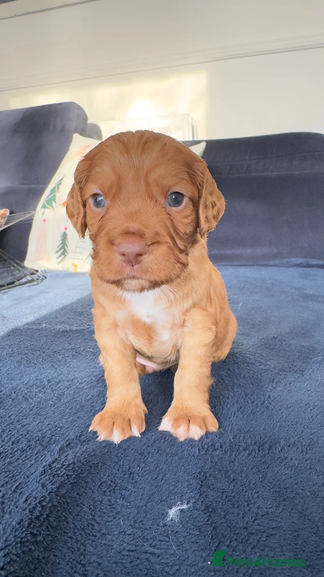 Cocker Spaniel dogs for sale:  Ready now!1 Boy left! KC Working Cocker Spaniels  - Advert 20