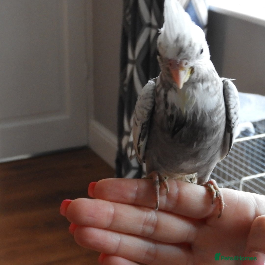 Cockatiels birds for sale: HAND REARED COCKATIELS , - Image 1