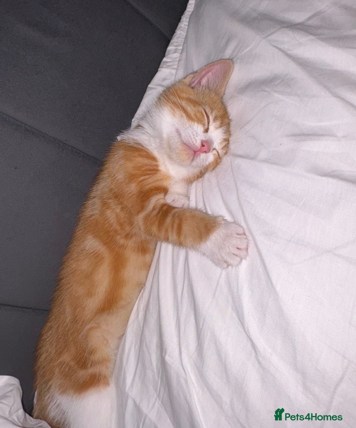 Mixed Breed cats Male ginger kitten for sale - Advert 1