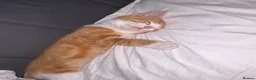 Mixed Breed cats for sale: Male ginger kitten for sale - Advert 1