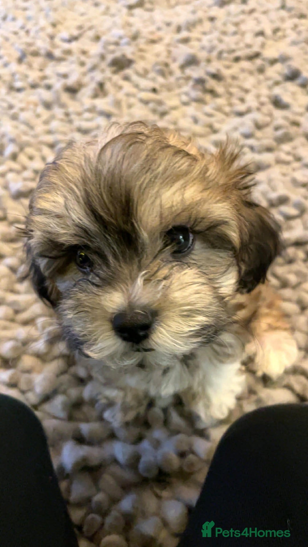 Maltipoo dogs for sale:  baby boy looking for his forever home 🥰🥰 - Advert 39