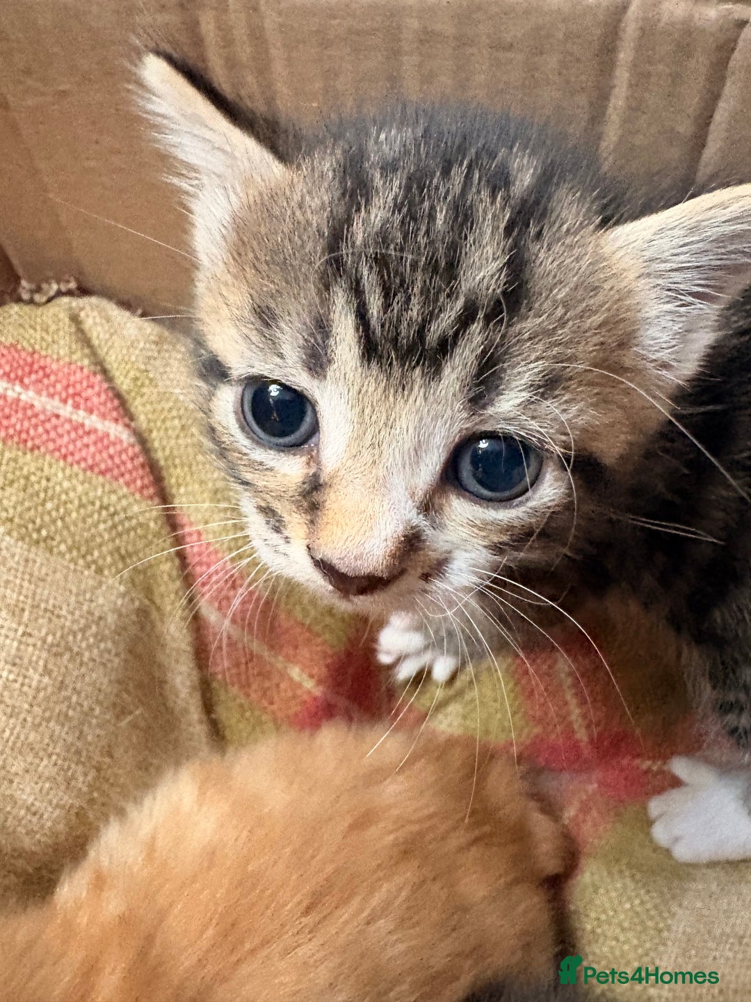 Mixed Breed cats for sale: 6 gorgeous kittens for sale  - Advert 1