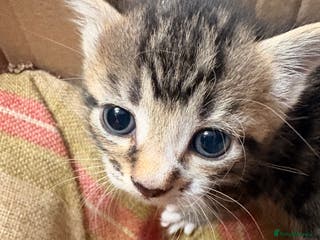 Mixed Breed cats 6 gorgeous kittens for sale - Advert 10