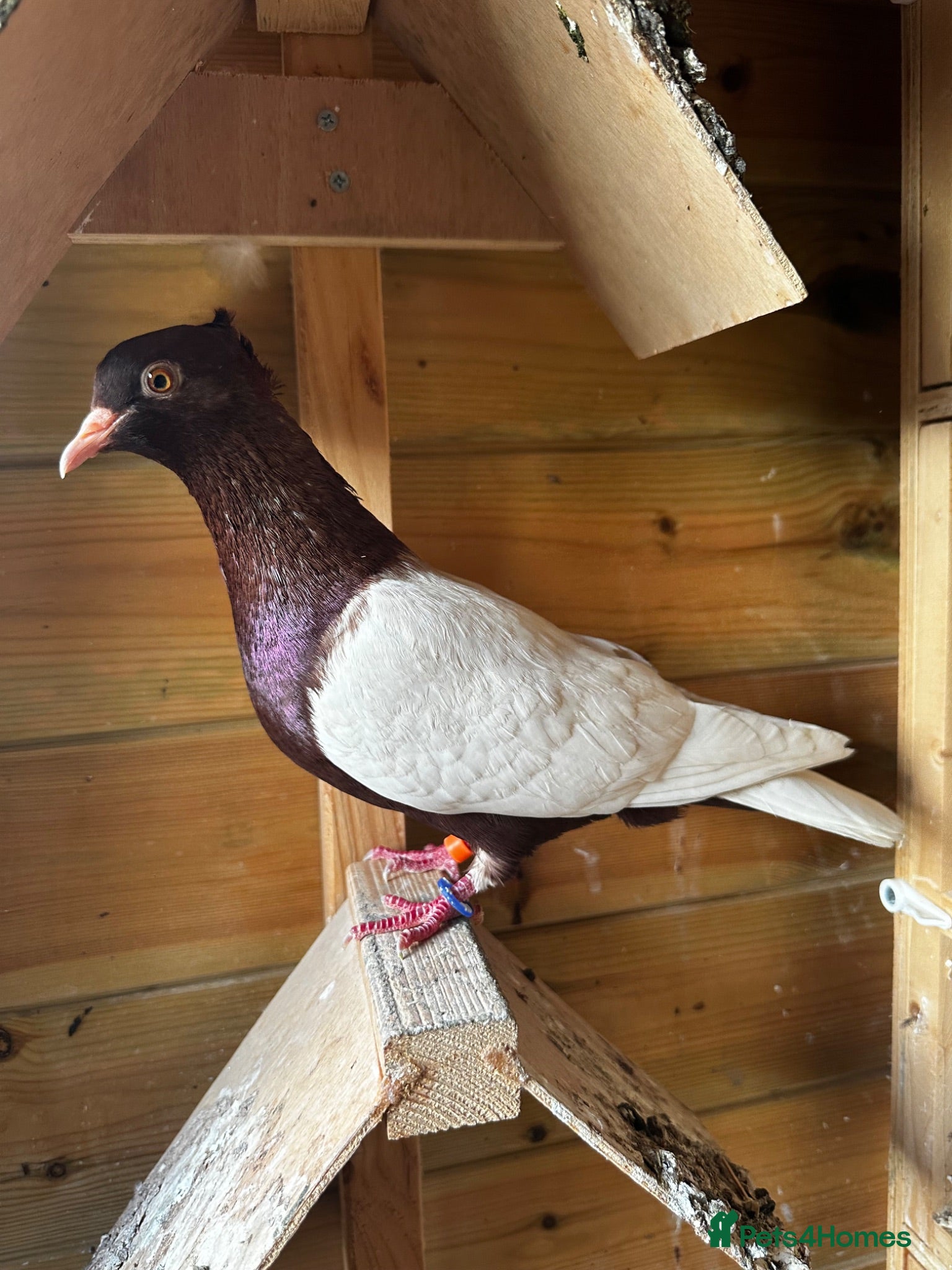 Pigeons birds Quality pigeons for sale  - Advert 2