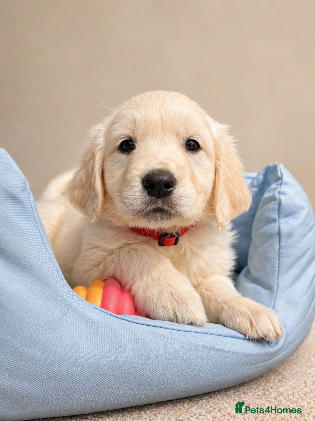 Golden Retriever dogs Golden retriever puppies - Advert 1