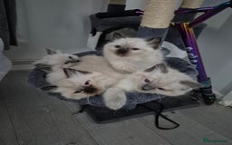 Ragdoll cats for sale: Pure Breed Ragdoll Kittens  - Advert 2