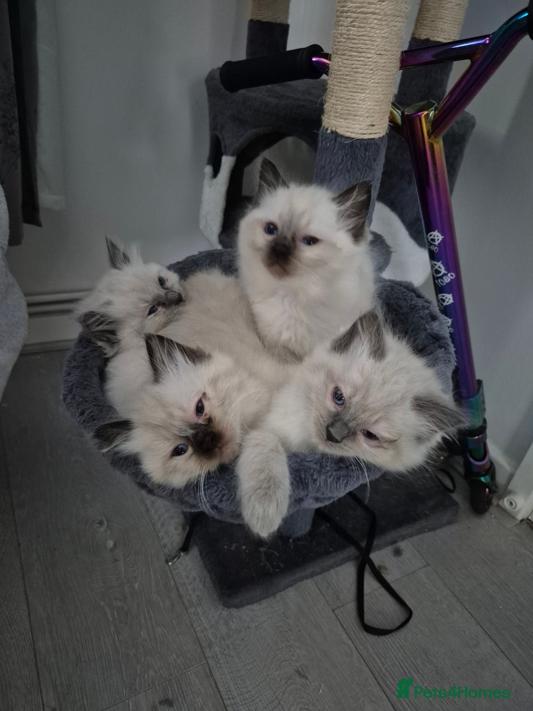 Ragdoll cats for sale: Pure Breed Ragdoll Kittens  - Advert 2