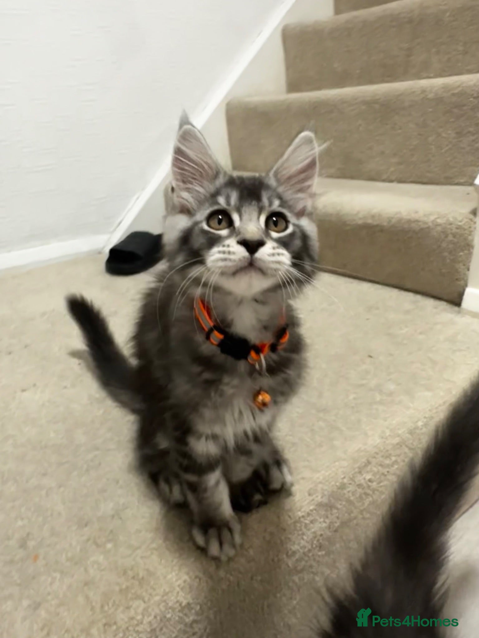 Maine Coon cats Pedagree GCCF Registered Maine Coon Kittens - Advert 2