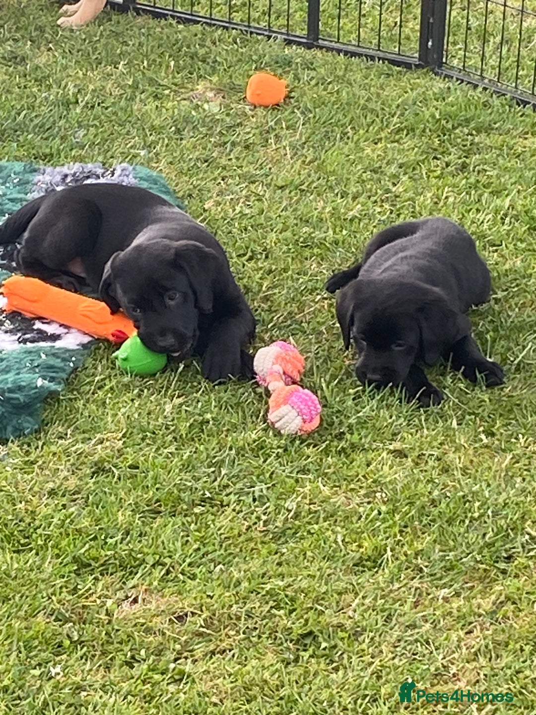 Labrador Retriever dogs for sale: Yellow and black Labrador puppies in Whitchurch - Image 3
