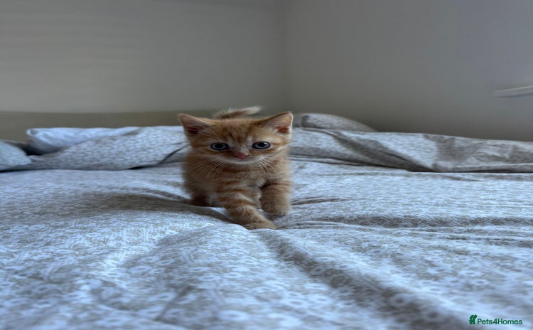 British Shorthair cats - Advert 1