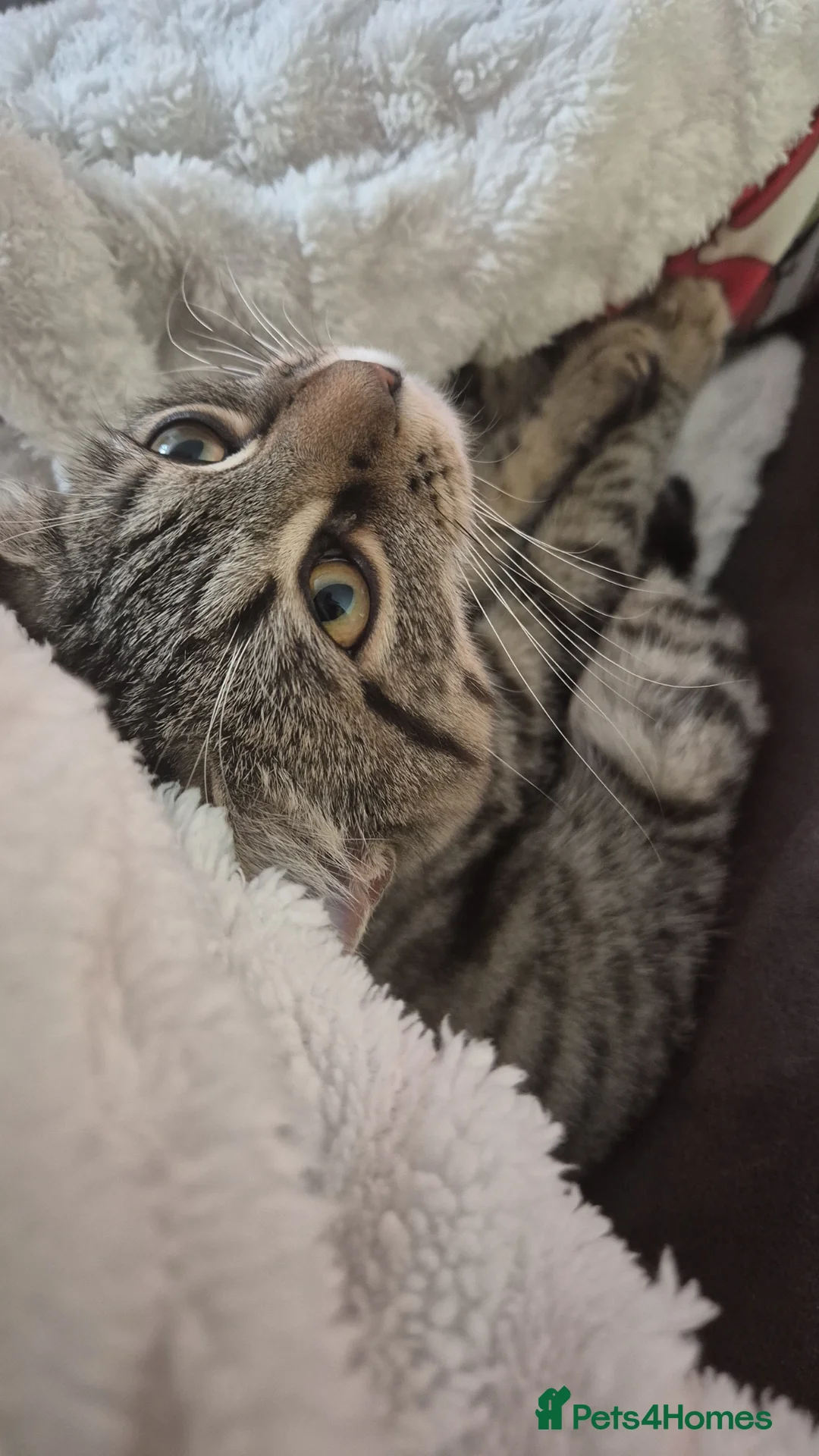 Mixed Breed cats for sale: Willow  - Advert 2