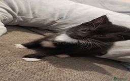 Mixed Breed cats for sale: 3 beautiful kittens looking for their forever home - Image 23