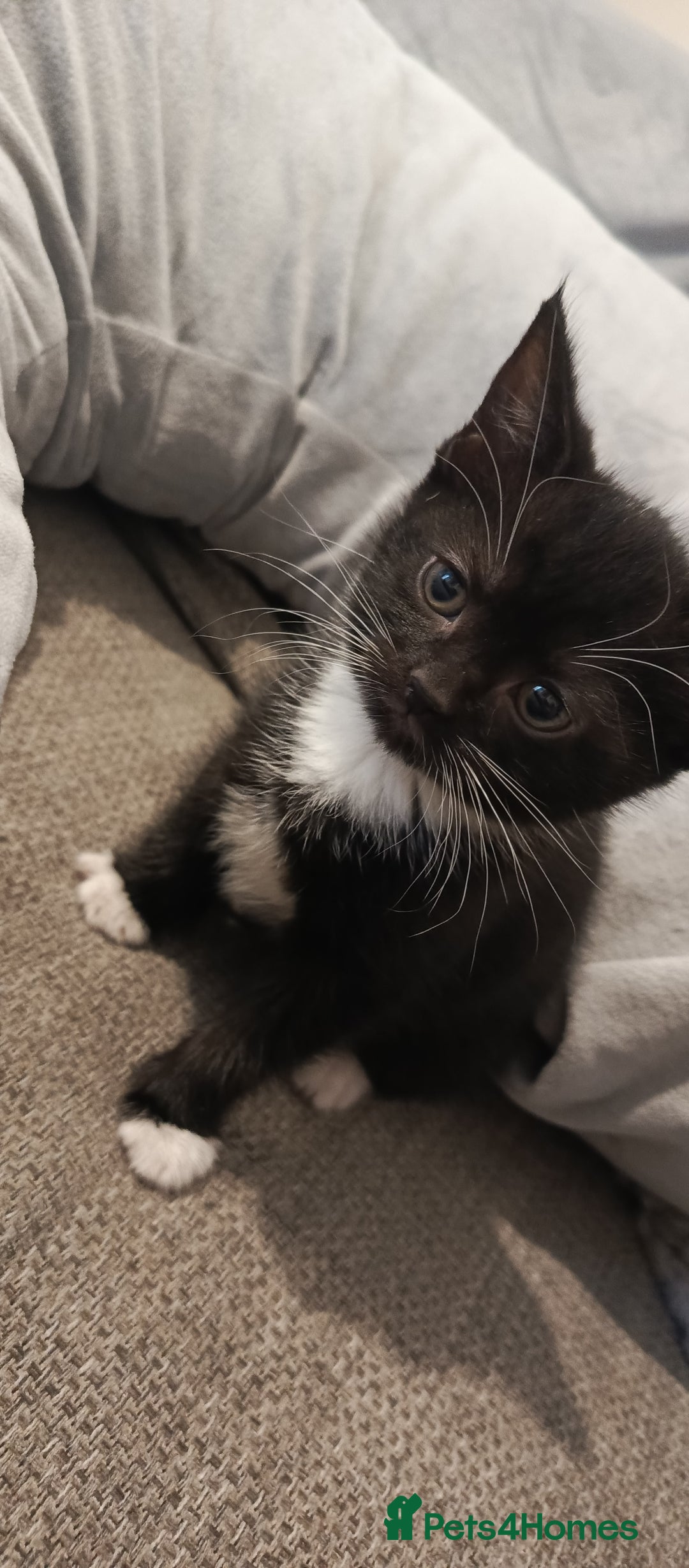 Mixed Breed cats for sale: 3 beautiful kittens looking for their forever home - Image 23