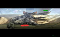 Bengal cats for sale: Elven Bengals - Image 24