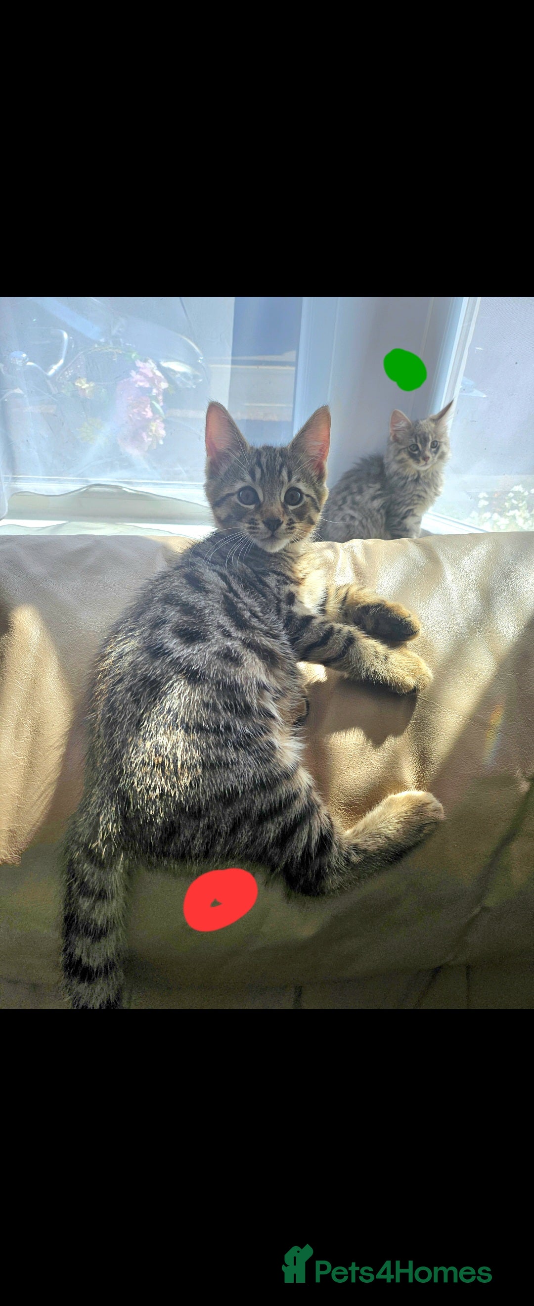 Bengal cats for sale: Elven Bengals - Image 24