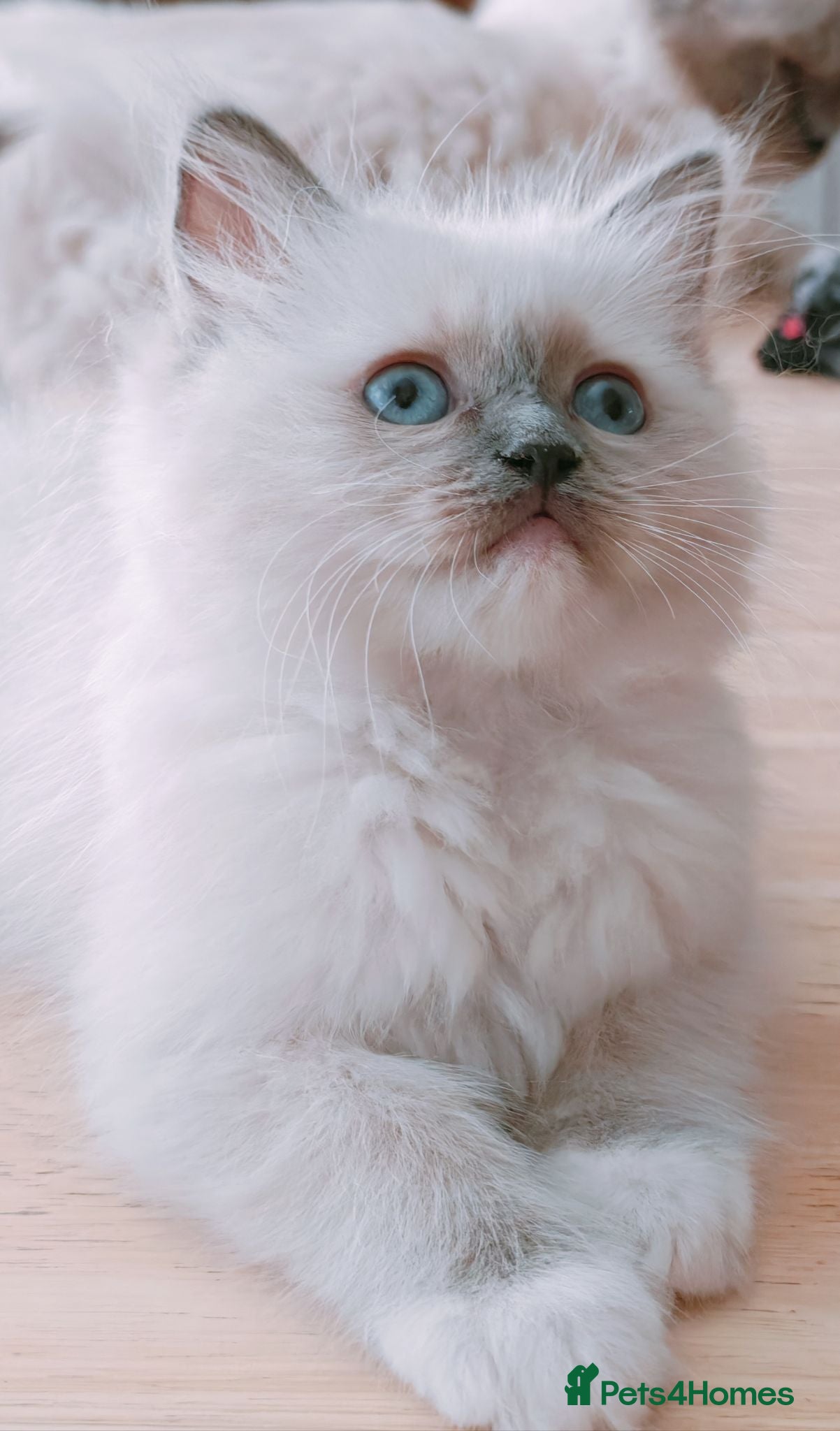 Ragdoll cats Raised with Love, ready for forever homes 🏠❤️ - Advert 7