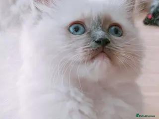 Ragdoll cats Raised with Love, ready for forever homes 🏠❤️ - Advert 7