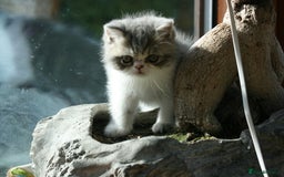 Exotic cats for sale: Beautiful Exotic Pedigree Kittens - Image 15