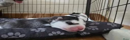 Siberian Husky dogs for sale: SIBERIAN HUSKY PUPS, 4 GIRLS, 1 BOY  - Advert 25