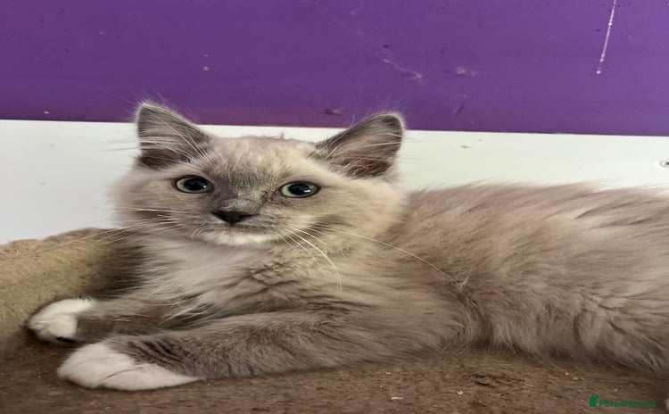 Ragdoll cats - Advert 12