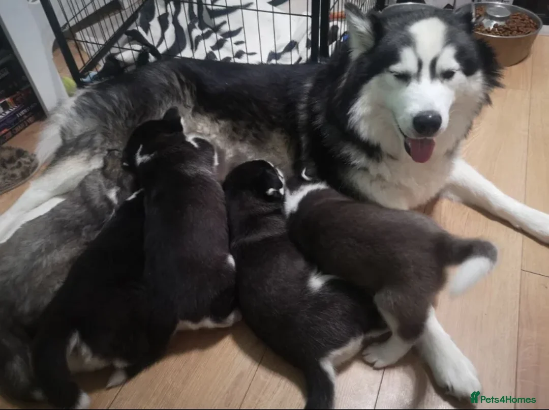 Siberian Husky dogs for sale: “Snow-Kissed Siberian Husky Cuties – Available - Advert 3