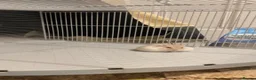 Hamster rodents for sale: Russian dwarf hamster - free to good home  in Elgin - Advert 2