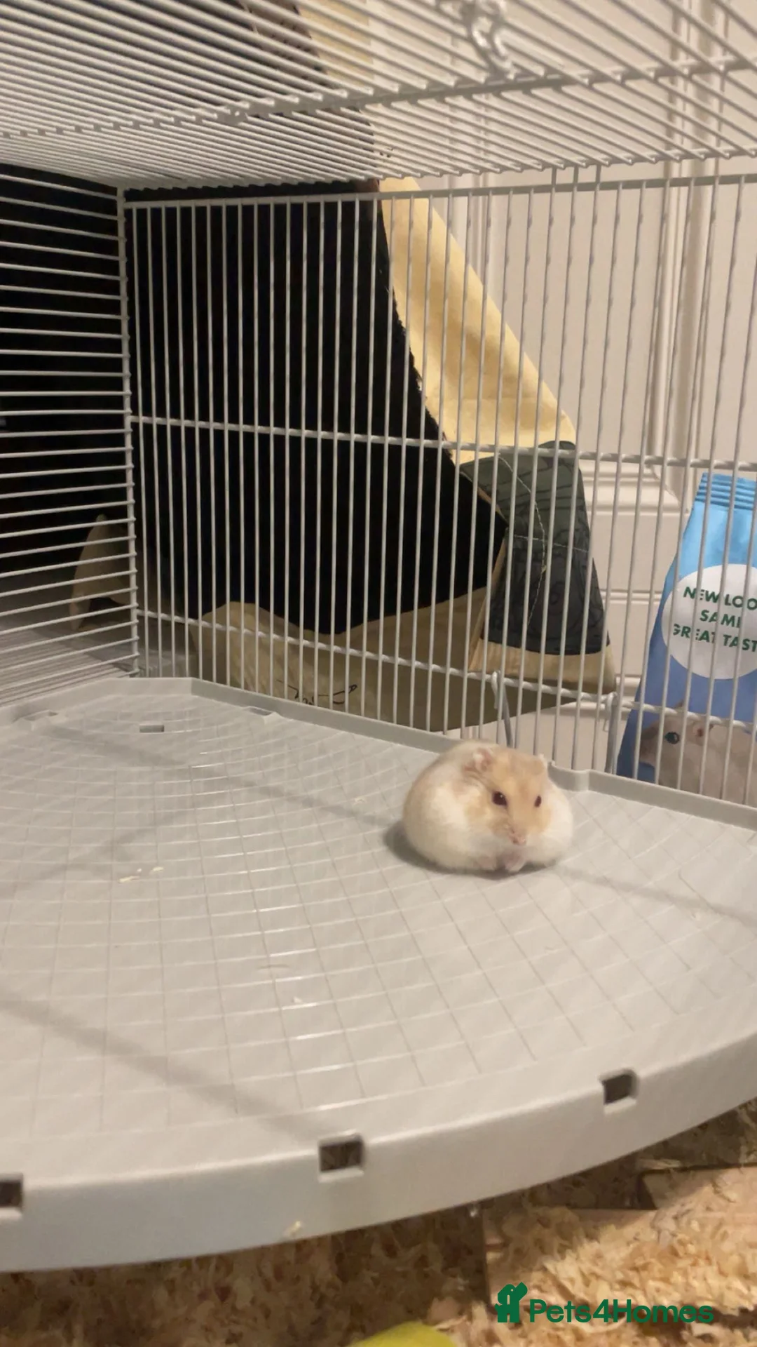 Hamster rodents for sale: Russian dwarf hamster - free to good home  in Elgin - Advert 2