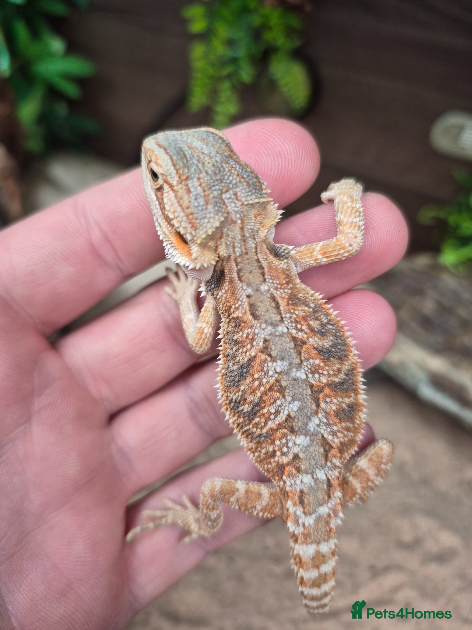 Bearded Dragon reptiles Red monster x hypo bearded dragons - Advert 3