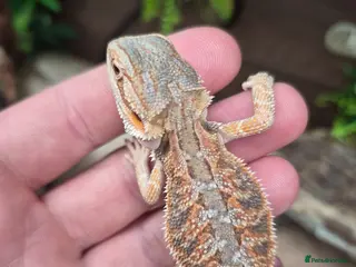 Bearded Dragon reptiles Red monster x hypo bearded dragons - Advert 3