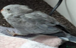 Parakeets birds for sale: Hand reared tamed white and cobalt Quaker parrots  - Image 2