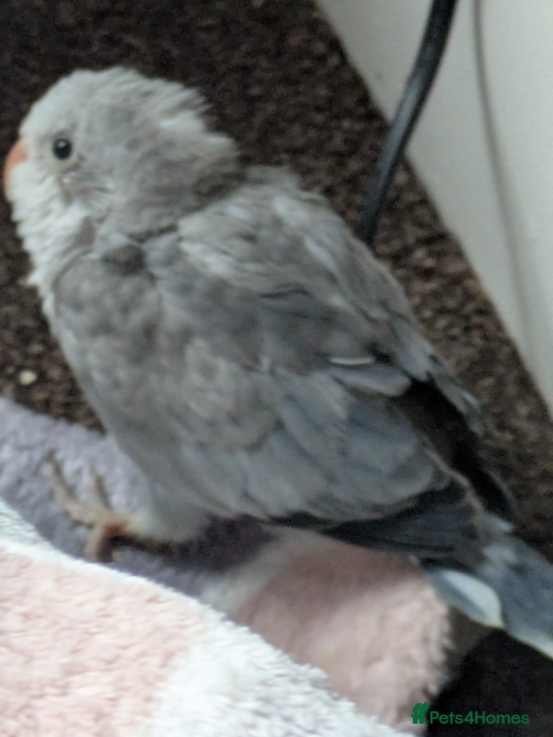 Parakeets birds for sale: Hand reared tamed white and cobalt Quaker parrots  - Image 2