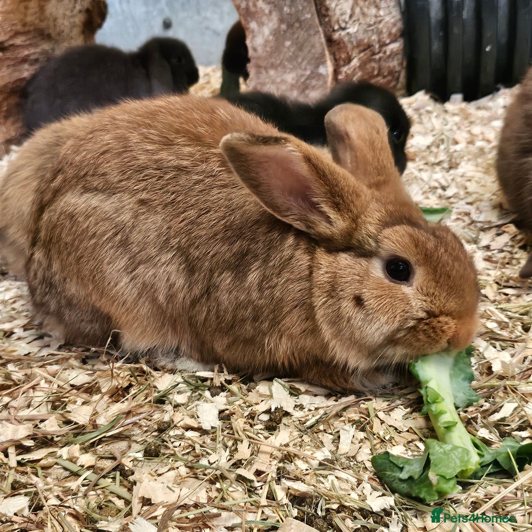 Dwarf Lop rabbits for sale: Therapy Bunny Pairs - Image 4