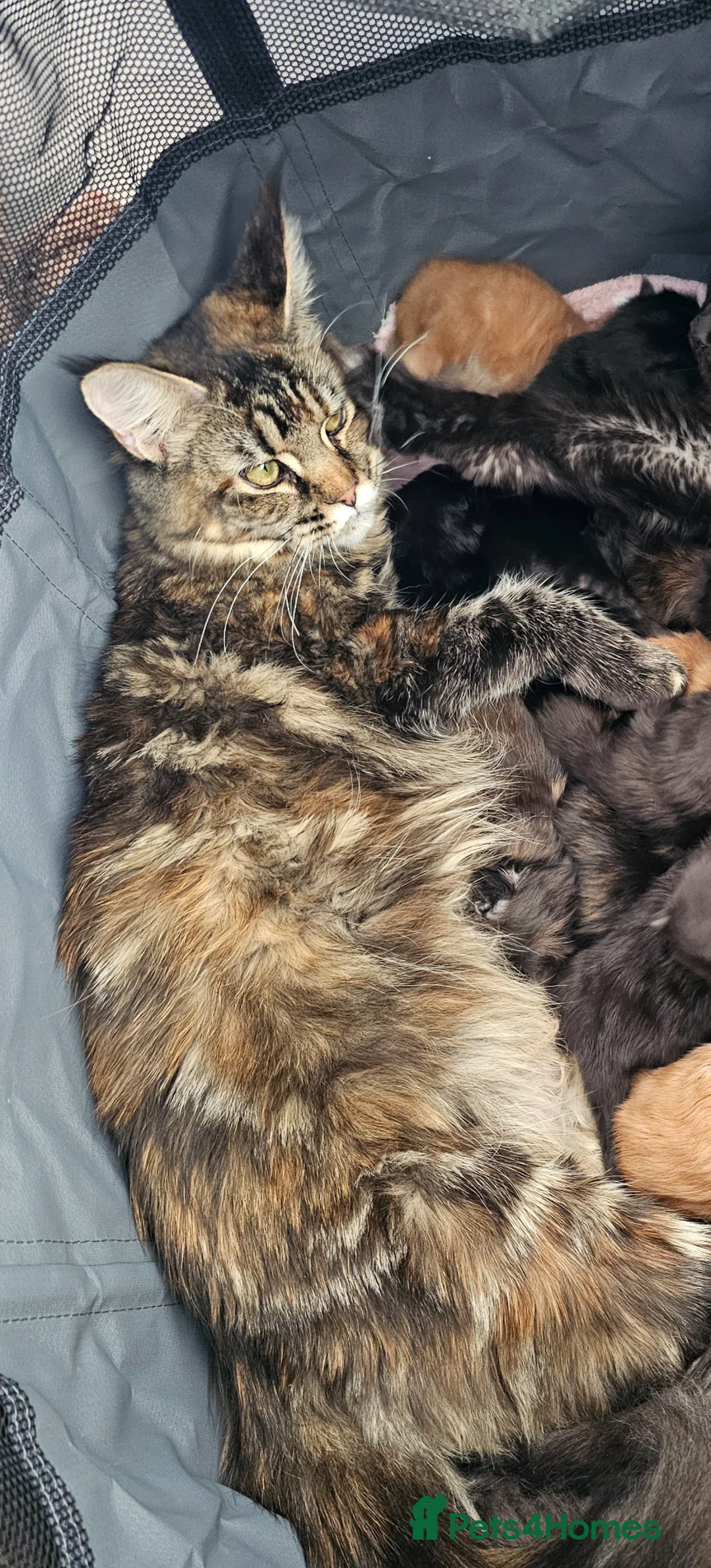 Maine Coon cats for sale: Stunning Maine Coon kittens  - Advert 10