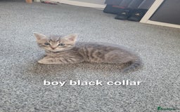 Mixed Breed cats for sale: Beauitful kittens looking for there forever home - Image 4