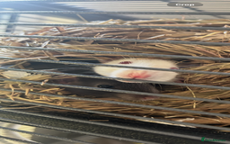 Rat rodents for sale: 3 female rats  - Image 3